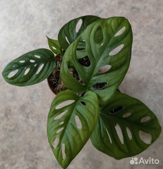 Монстера манки маск