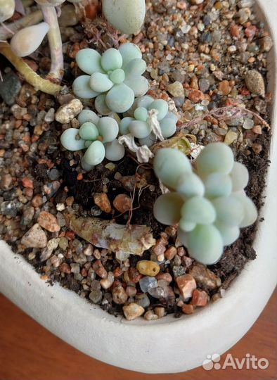 Суккуленты редкие много набор и штучно