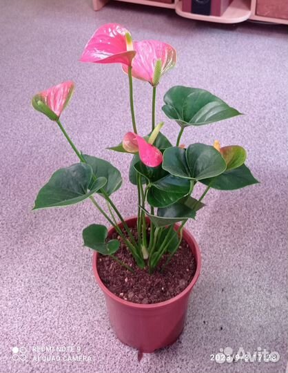 Антуриум Сиерра Оранж