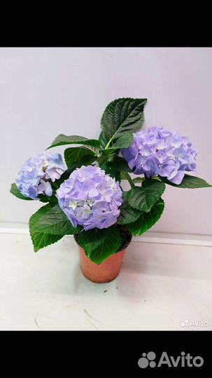 Гортензия комнатная