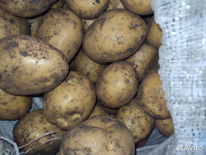 Продам картофель