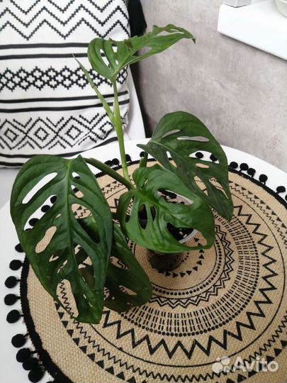 Монстера Манки Лиф