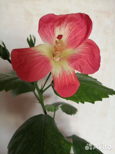 Гибискус сортовой