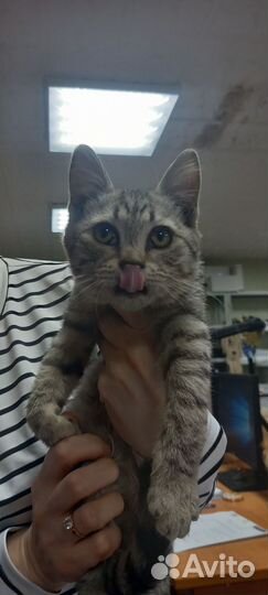 Помогите котику