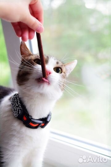 GPS трекер для животных