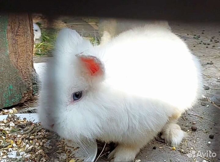 Кролики вязка