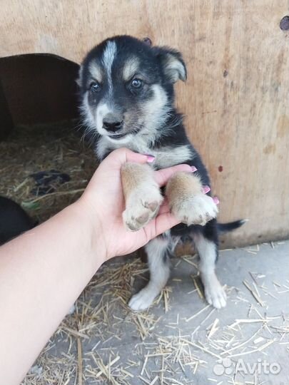 Собаки щенки бесплатно