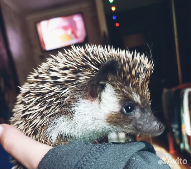 Африканский ежик