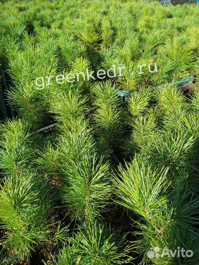 Саженцы Кедр Сибирский