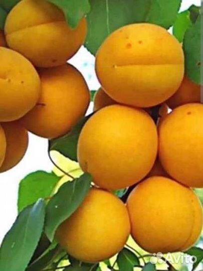 Саженцы абрикосов