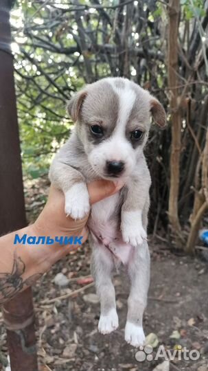 Щенок в добрые руки маленькой собаки