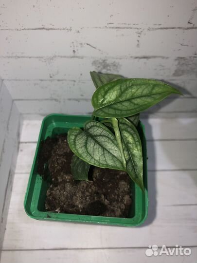 Ароидные комнатные растения