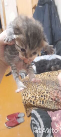 Котята в добрые руки бесплатно