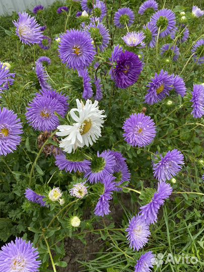 Астры, хризантемы
