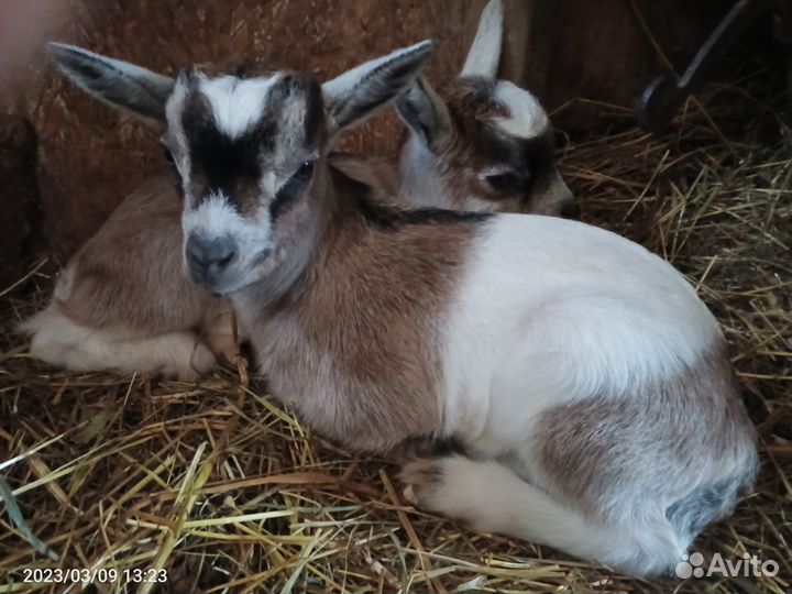 Камерунские карликовые козы