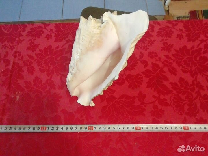 Раковина морская большая