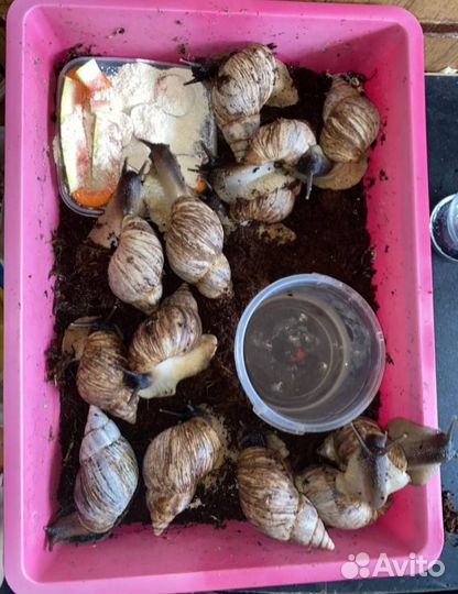 Улитки ахатины