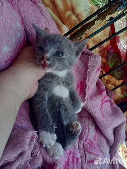 Котята в добрые руки мальчик и девочка