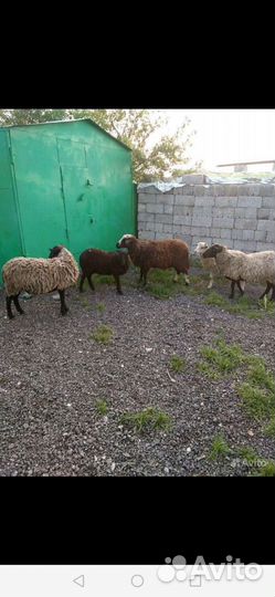 Овцы бараны