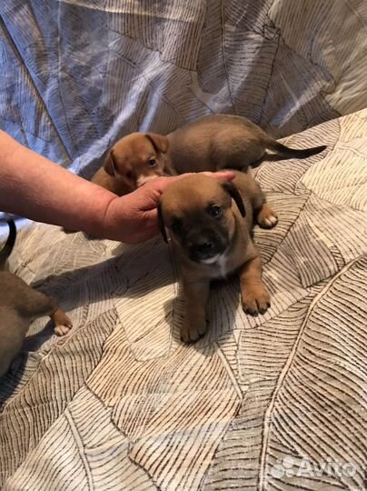 Щенки таксы