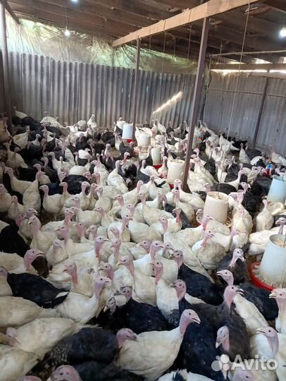 Индюки подрощенные