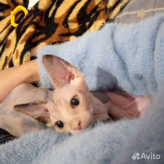 Кошечка Черепашка