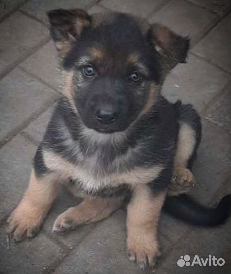 Крупные немцы (щенки )