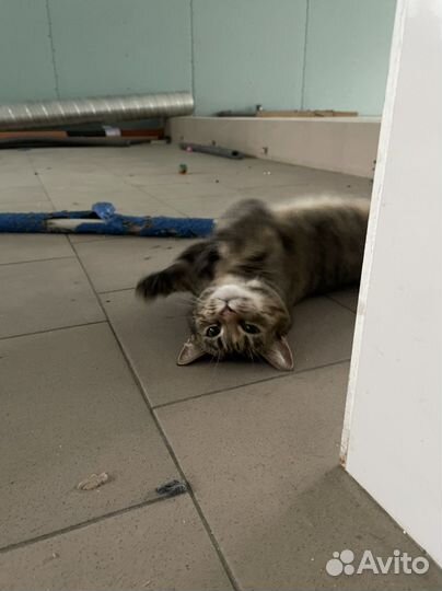 Кошечка в добрые руки