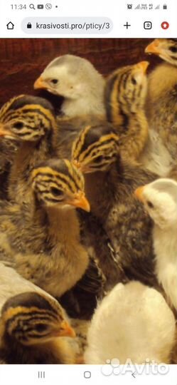 Цесарята, яйцо цесарки