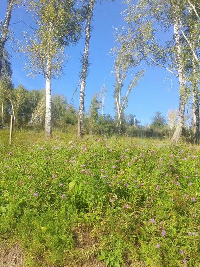 Участок 6,31 га (СНТ, ДНП)