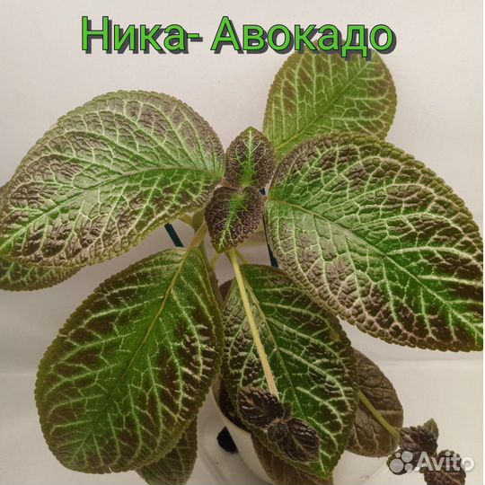 Эписции сортовые срезом