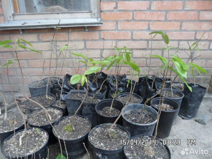 Мурайя гуаява витекс расторопша азимина гинкго