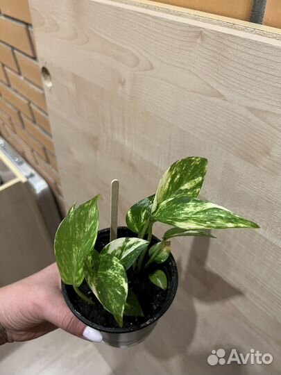 Сциндапсус эпипремнум