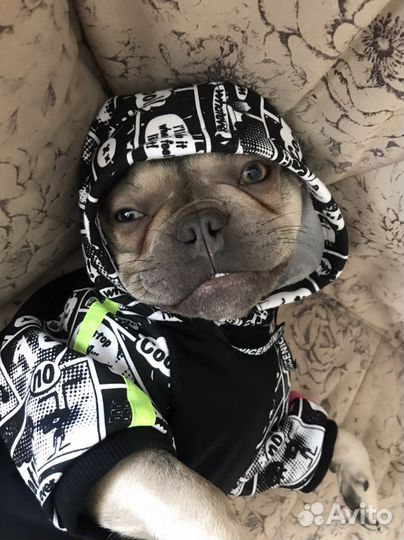 Худи для собак