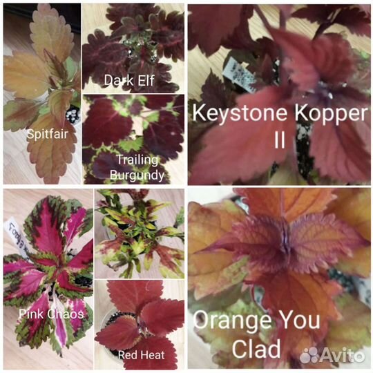 Колеусы вегетативные