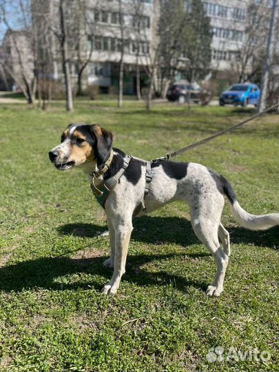 Пойнтер Марта