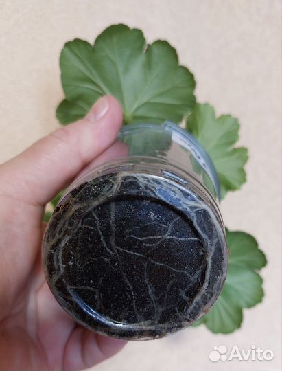 Пеларгония сортовая