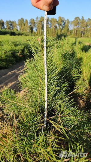 Саженцы ели европейской окс