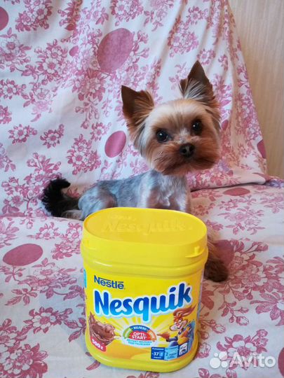 Микро-мини йоркширский терьер вязка