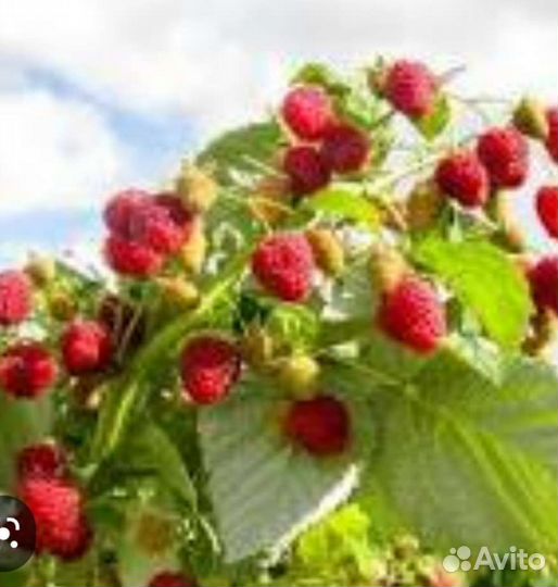 Ремонтантная малина