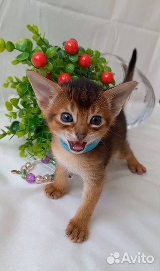 Абиссинские котята