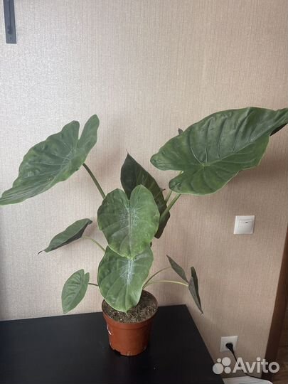 Алоказия комнатные цветы