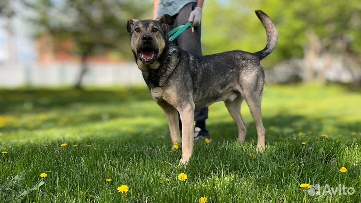 Сэм из приюта большой добряк и защитник своих