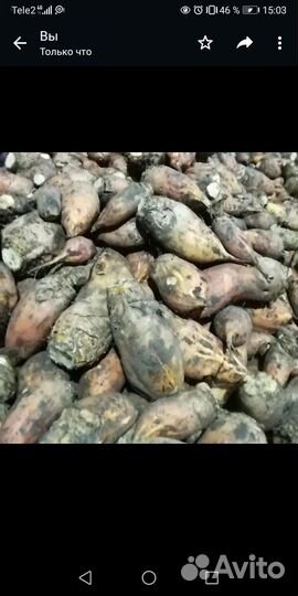 Свекла кормовая