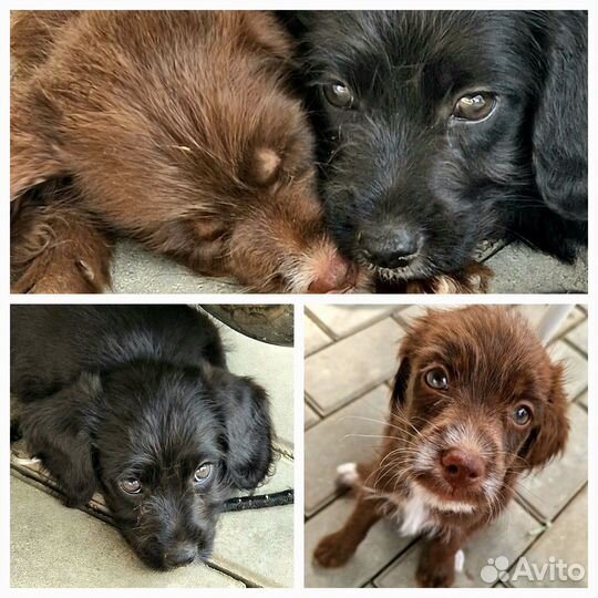 Щенки бесплатно