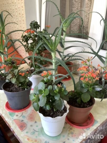 Алое, коланхое