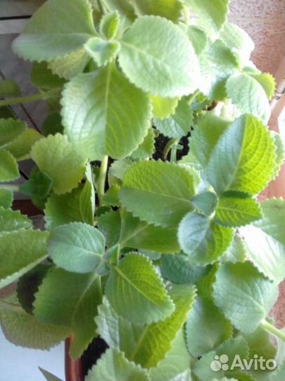 Пректрантус