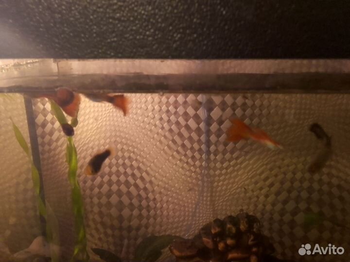 Мальки гуппи