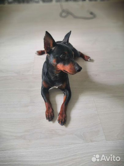 Вязка цвергпинчер