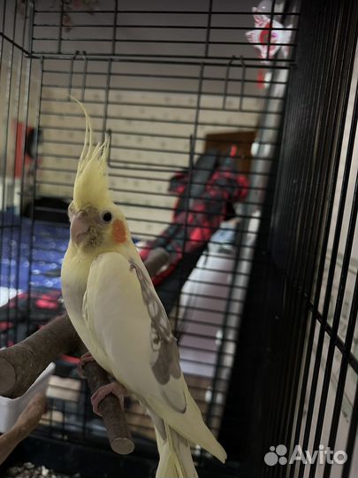 Молодой мальчик породы 